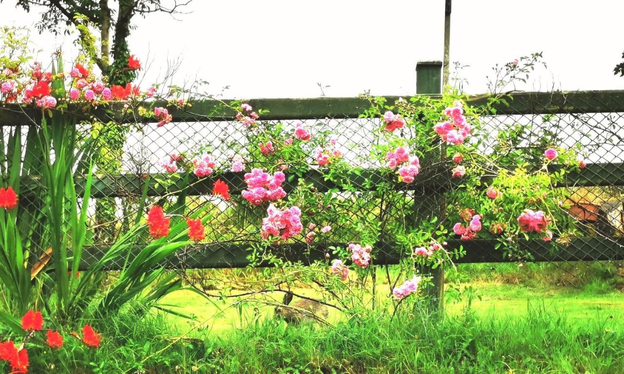 New Listing - Ladybird Cottage - Donegal - Wild Atlantic Way 多尼戈尔 外观 照片