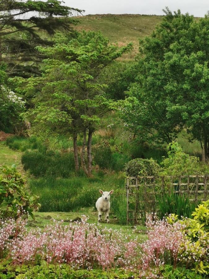 New Listing - Ladybird Cottage - Donegal - Wild Atlantic Way 多尼戈尔 外观 照片